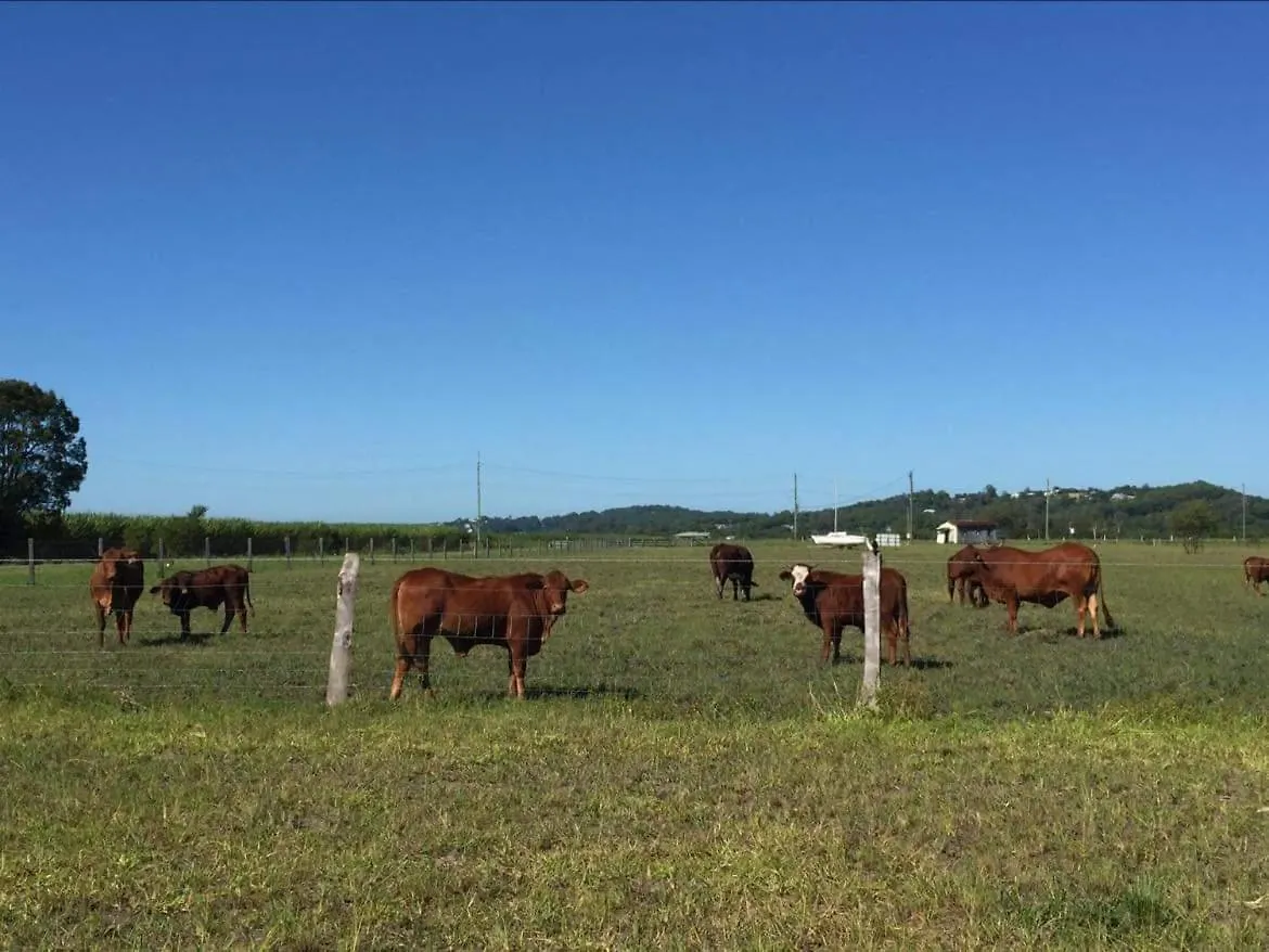 شاليه Maroochy River Cabin In The Dam Paddock, 10 Min To The Beach. أستراليا